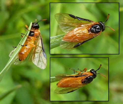 Arge ochropus