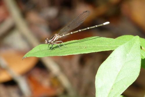 Argia sp.