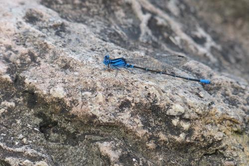 Réf. 86 946 : Argia sp.