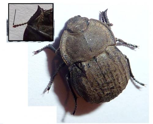 Asida jurinei