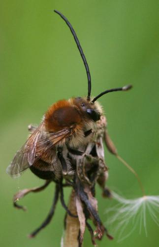 Eucera nigrescens