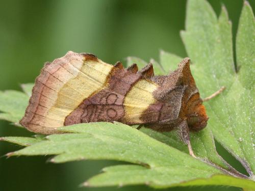 Réf. 86 598 : Diachrysia chrysitis