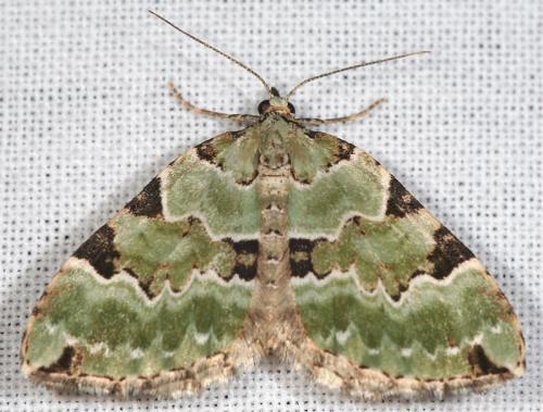 Colostygia pectinataria