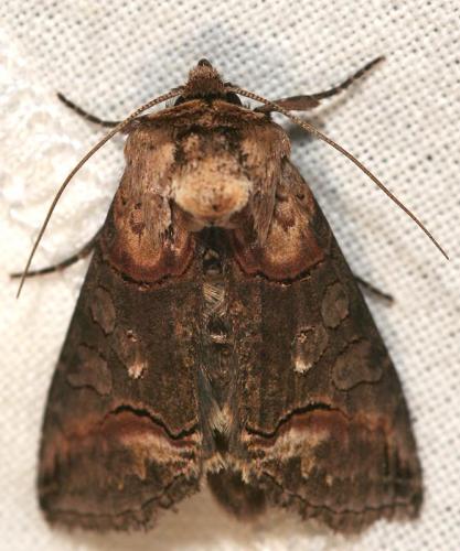 Abrostola triplasia