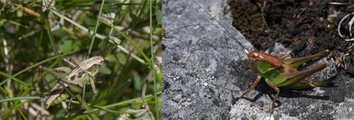 Platycleis sp.