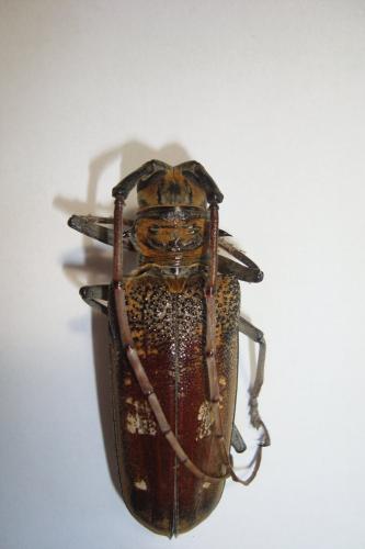 Batocera wyliei