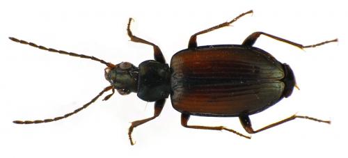 Bembidion conforme