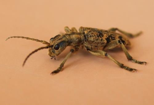 Rhagium sycophanta