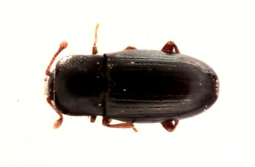 Cerylon sp.