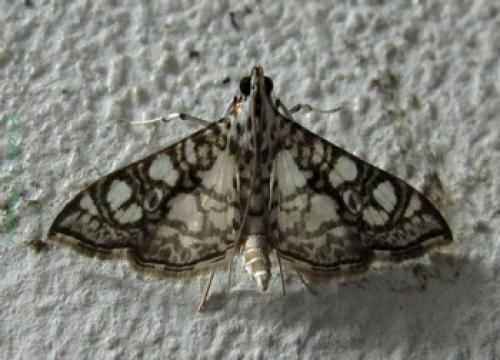 Bocchoris borbonensis