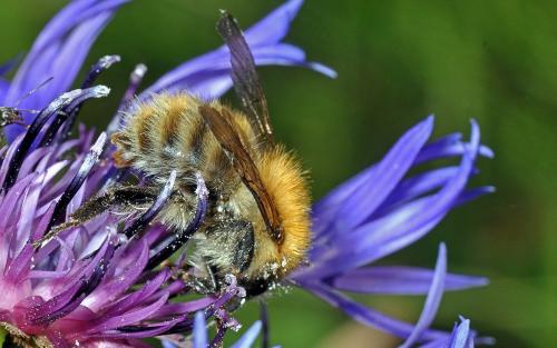 Bombus sp.