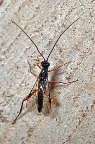 Réf. 86 799 : Helconinae inconnu