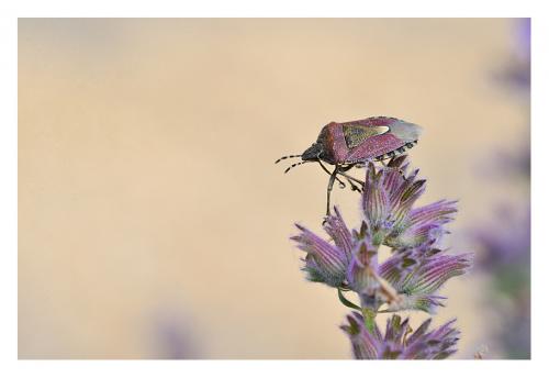 Dolycoris baccarum