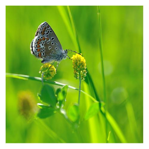 Polyommatus sp.
