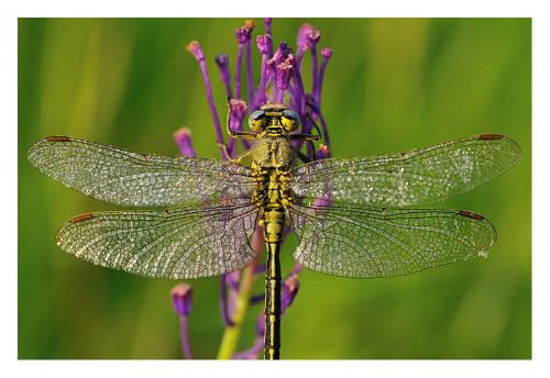 Gomphus pulchellus