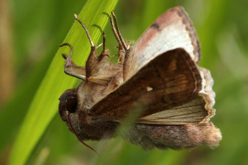 Mythimna albipuncta