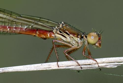Réf. 86 564 : Ceriagrion tenellum