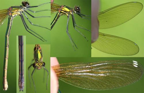 Calopteryx splendens