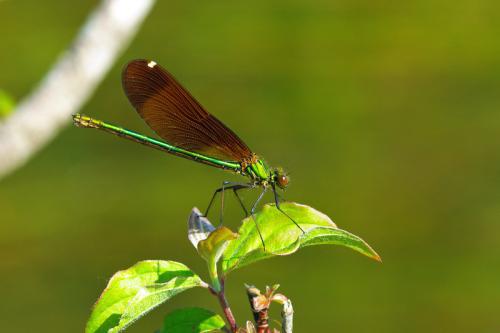 Calopteryx haemorrhoidalis
