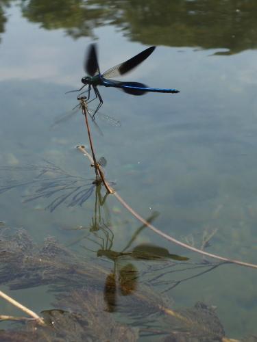 Calopteryx xanthostoma