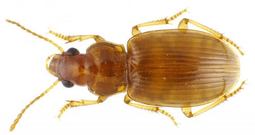 Réf. 86 669 : Bradycellus distinctus