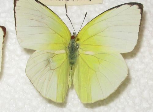 Réf. 86 645 : Catopsilia pomona