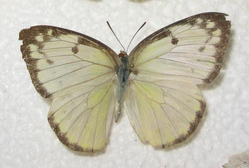 Réf. 86 646 : Catopsilia pomona