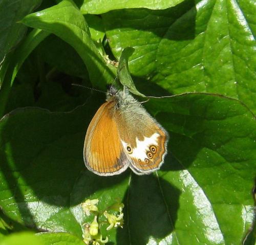 Réf. 86 551 : Coenonympha arcania