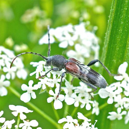 Réf. 86 207 : Anaglyptus mysticus
