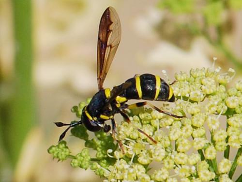 Ceriana vespiformis