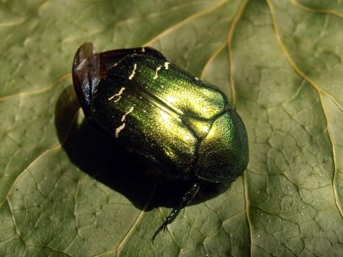 Réf. 86 259 : Cetonia carthami