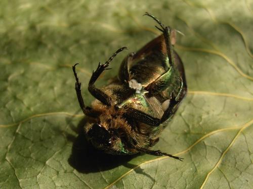 Cetonia carthami