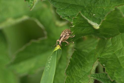 Liophloeus tessulatus