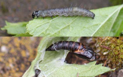 Réf. 86 315 : Archips crataegana