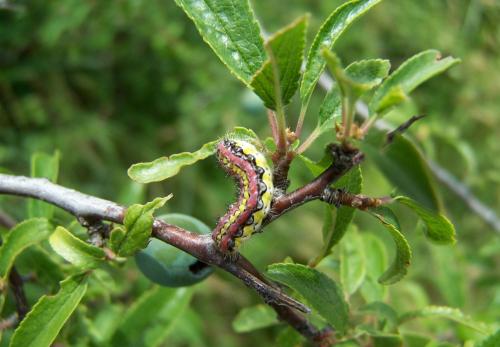 Aglaope infausta