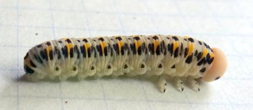 Réf. 86 317 : Cimbex quadrimaculatus