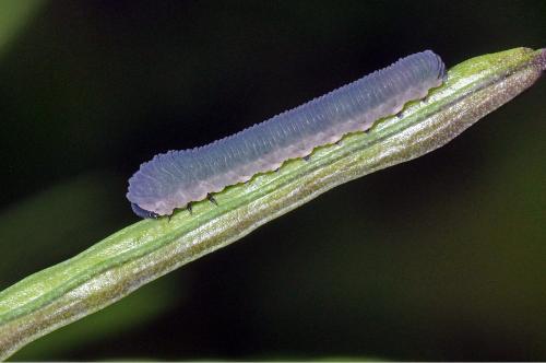 Athalia sp.