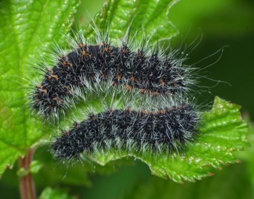 Saturnia pavonia