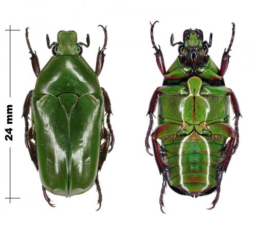Tmesorrhina pectoralis
