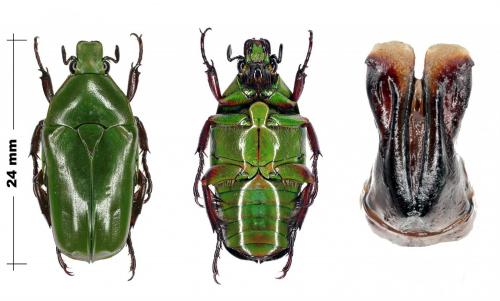 Tmesorrhina pectoralis