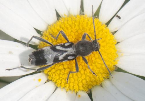 Réf. 86 085 : Chlorophorus figuratus