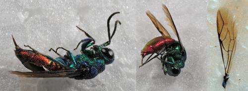 Réf. 86 965 : Chrysis sp.