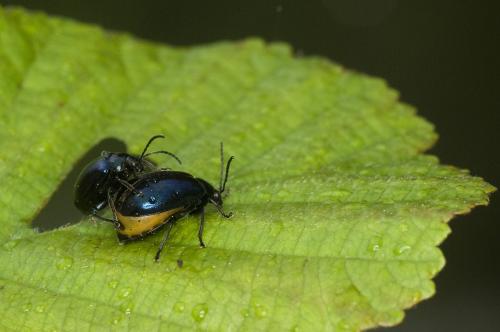 Réf. 86 435 : Agelastica alni