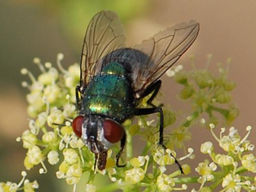Réf. 86 709 : Lucilia sericata
