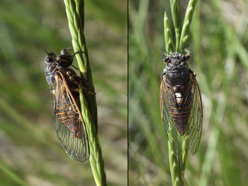 Réf. 86 437 : Cicadetta sp.