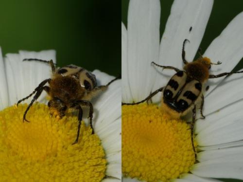 Trichius gallicus