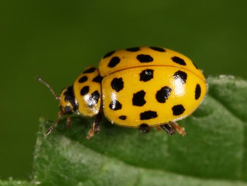 Réf. 86 576 : Psyllobora vigintiduopunctata