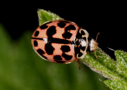 Réf. 86 872 : Oenopia conglobata