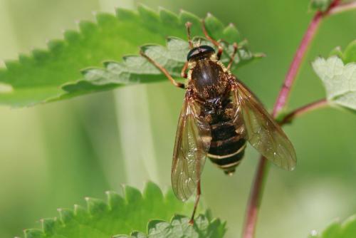 Coenomyia ferruginea