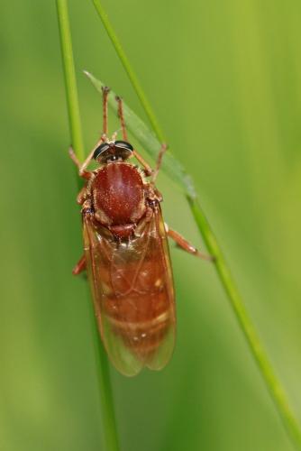 Coenomyia ferruginea
